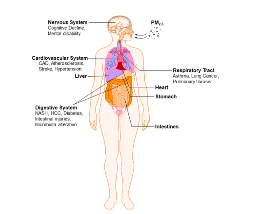 Как загрязнение воздуха влияет на пищеварение: ученые сделали важное заявление